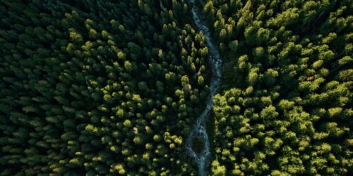 A Guide to Surveying Land for Timber: Key Steps and Best Practices